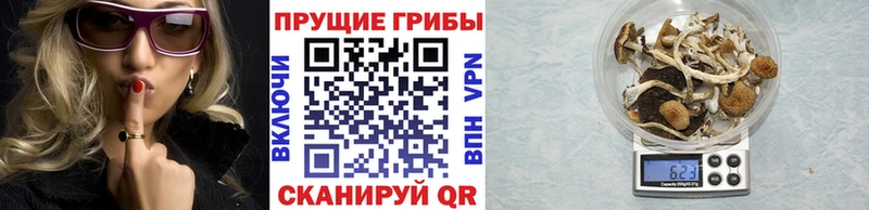 Купить закладки  Ленинск-Кузнецкий  Псилоцибиновые грибы Cubensis 